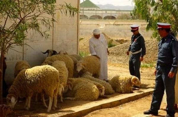 خاص..اعتقال عصابة "فراقشية" سرقت 34 خروفا من كساب معروف بآسفي